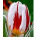 Tulipa Happy Generation